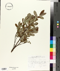 Lonicera villosa image