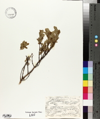 Lonicera villosa image