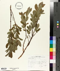 Lonicera villosa image