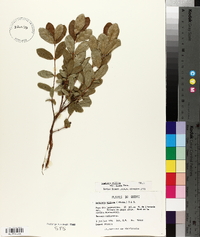 Lonicera villosa image