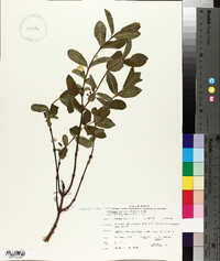 Lonicera villosa var. solonis image