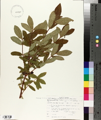 Lonicera villosa var. solonis image