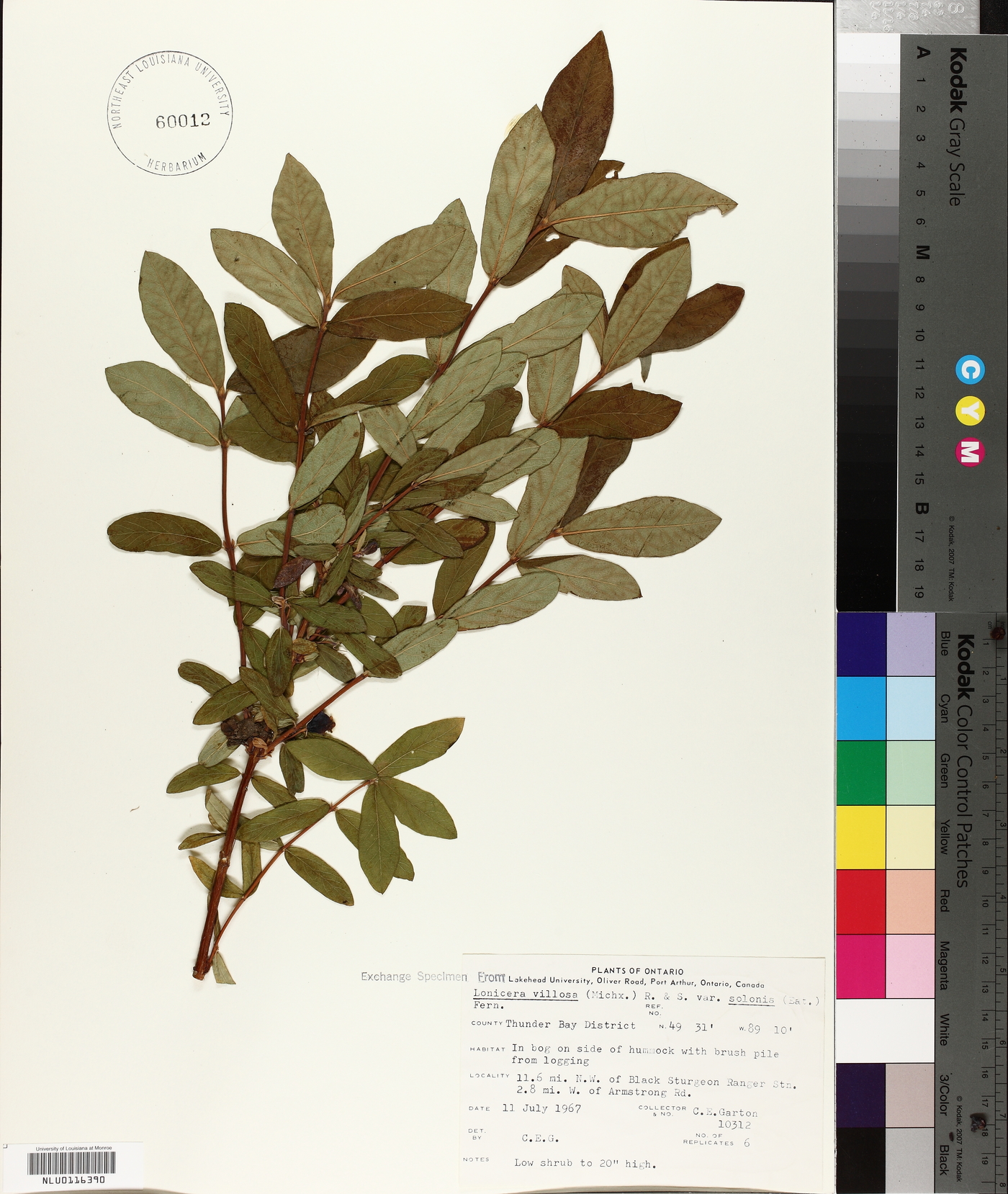 Lonicera villosa var. solonis image