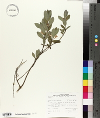 Lonicera villosa image