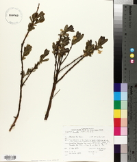 Lonicera villosa image