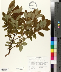 Lonicera villosa image