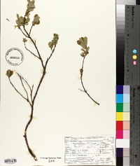 Lonicera villosa image