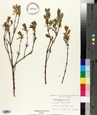 Lonicera villosa image