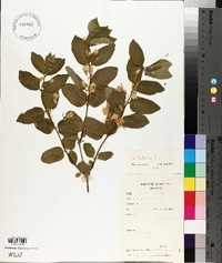 Lonicera canadensis image