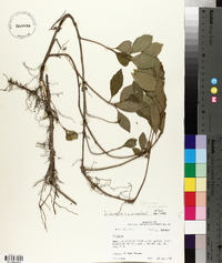 Viburnum cassinoides image