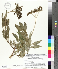 Sambucus cerulea image