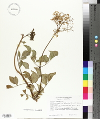 Sambucus cerulea image