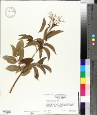 Sambucus cerulea image