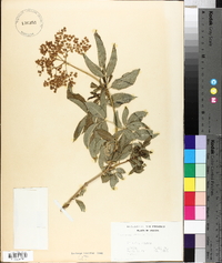 Sambucus cerulea image