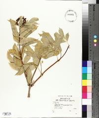 Sambucus racemosa var. melanocarpa image