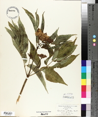 Sambucus cerulea image