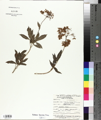 Sambucus cerulea image