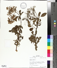 Sambucus cerulea image