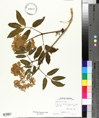 Sambucus racemosa subsp. racemosa image
