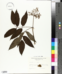 Sambucus racemosa subsp. racemosa image