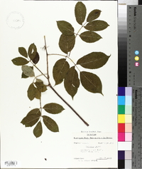 Sambucus racemosa subsp. racemosa image