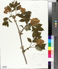 Sambucus racemosa subsp. racemosa image