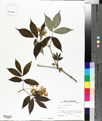 Sambucus racemosa subsp. racemosa image