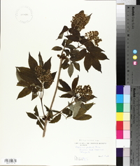 Sambucus racemosa subsp. racemosa image