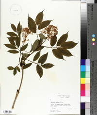 Sambucus racemosa subsp. racemosa image