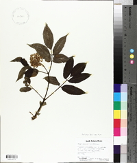 Sambucus racemosa subsp. racemosa image