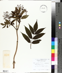 Sambucus racemosa subsp. racemosa image