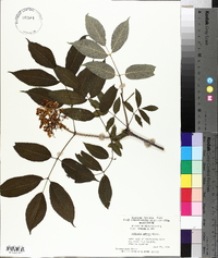 Sambucus racemosa subsp. racemosa image