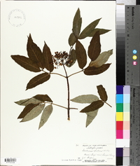 Sambucus racemosa subsp. racemosa image