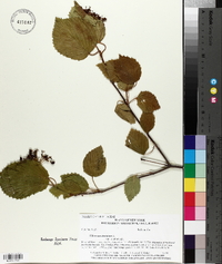 Viburnum dentatum var. lucidum image