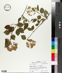 Viburnum dentatum var. lucidum image