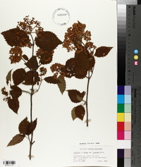 Viburnum dentatum var. lucidum image