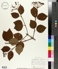 Viburnum dentatum var. lucidum image