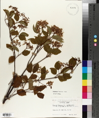 Viburnum dentatum var. lucidum image