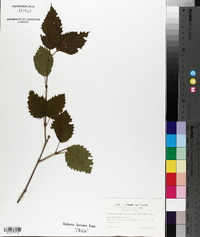 Viburnum dentatum var. lucidum image