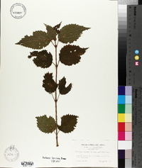 Viburnum dentatum var. lucidum image