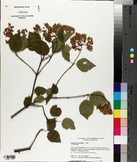 Viburnum dentatum var. lucidum image