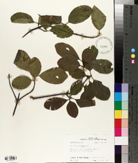Viburnum dentatum var. lucidum image