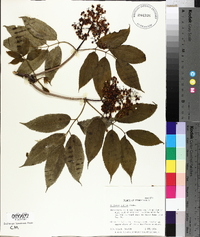 Sambucus racemosa subsp. racemosa image