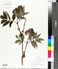 Sambucus racemosa subsp. racemosa image