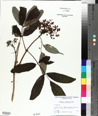 Sambucus racemosa subsp. racemosa image