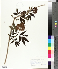 Sambucus racemosa subsp. racemosa image