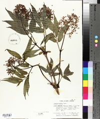 Sambucus racemosa subsp. racemosa image