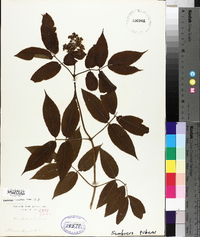 Sambucus racemosa subsp. racemosa image