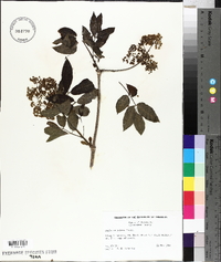 Sambucus racemosa subsp. racemosa image