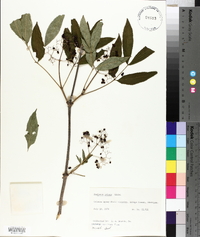 Sambucus racemosa subsp. racemosa image